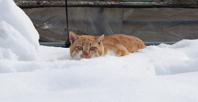雪の中のネコ