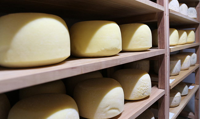 蔵でチーズを熟成