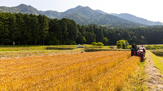 婦木農場の小麦畑